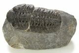 Phacopid (Adrisiops) Trilobite - Jbel Oudriss, Morocco #331931-1